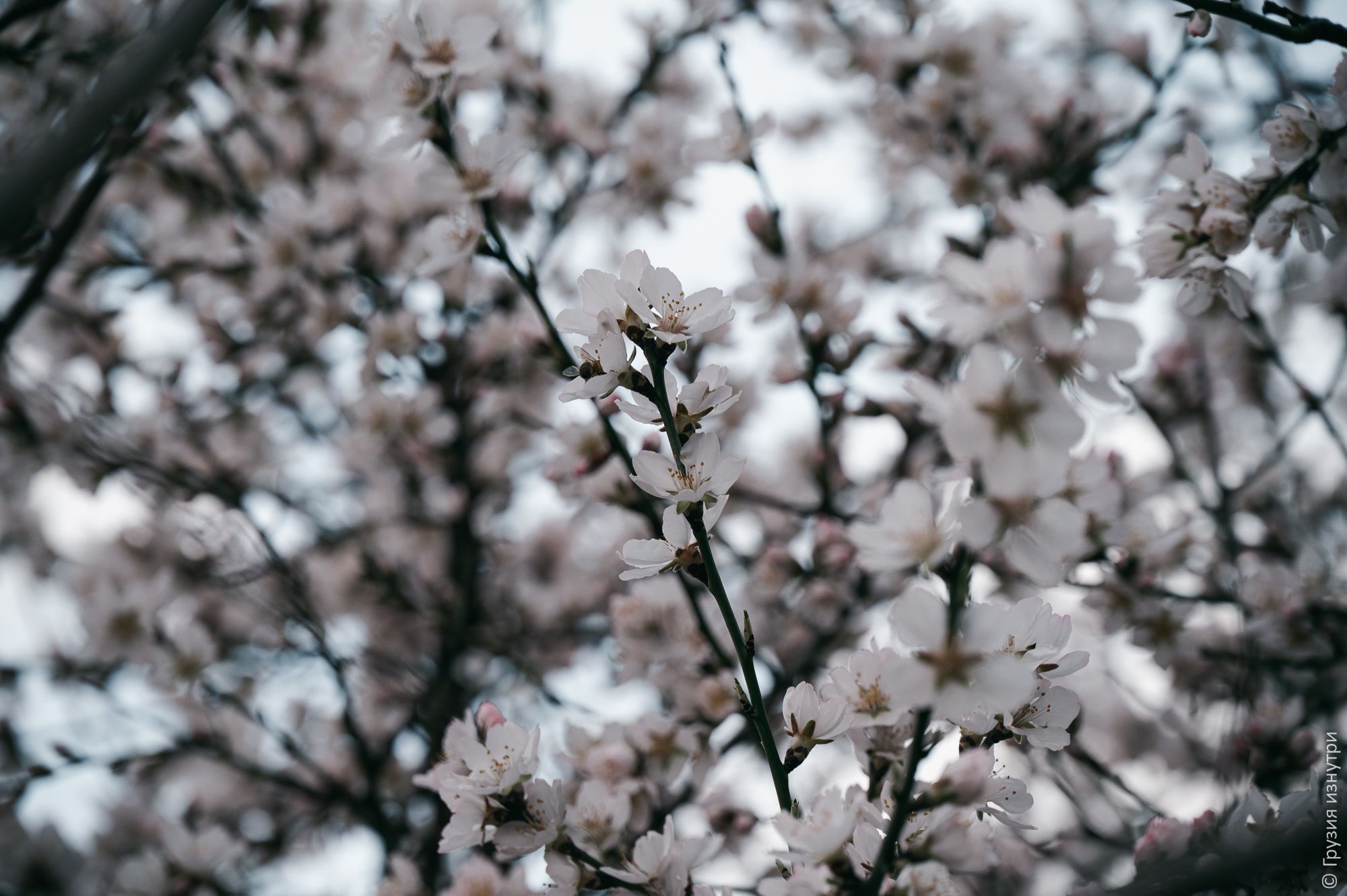 Spring Has Arrived in Tbilisi