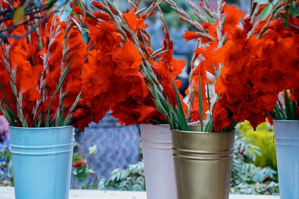 Tbilisoba 2022: The Harvest Festival