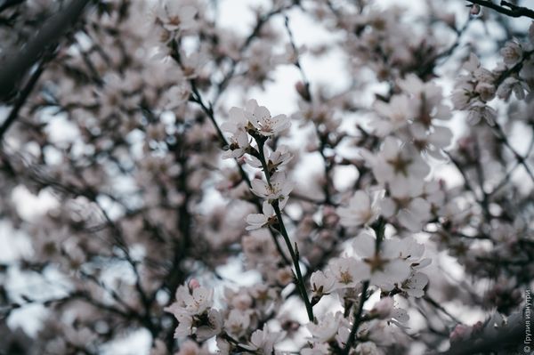 Spring Has Arrived in Tbilisi